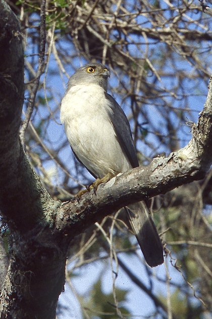 Gallery - bird image