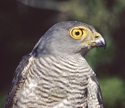 Gallery - bird image