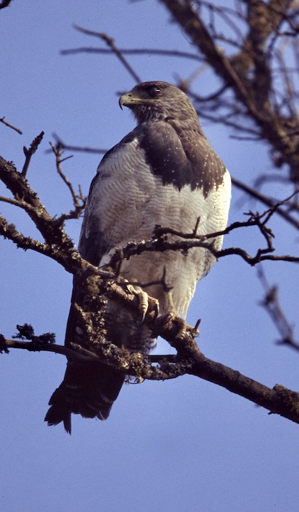 Gallery - bird image