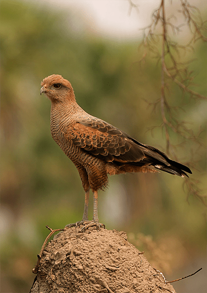 Gallery - bird image