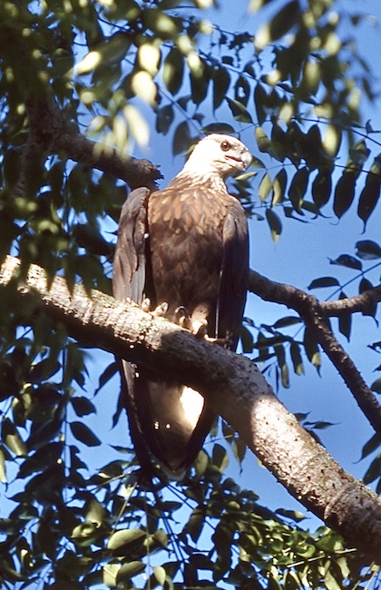 Gallery - bird image