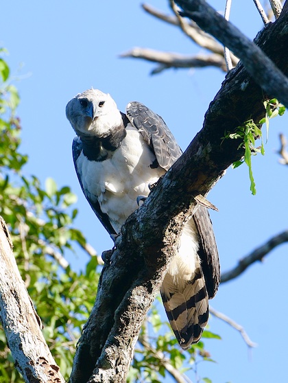 Gallery - bird image