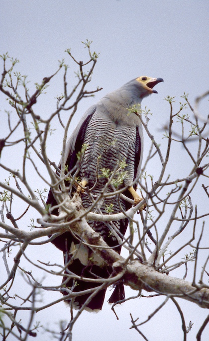 Gallery - bird image