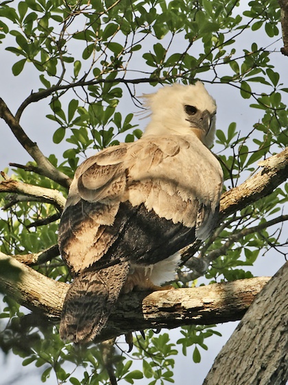 Gallery - bird image