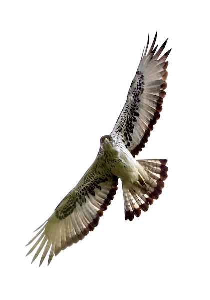 Gallery - bird image