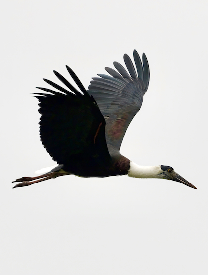 Gallery - bird image