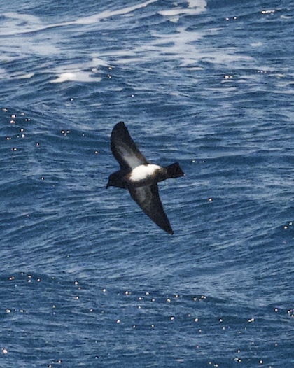 Gallery - bird image