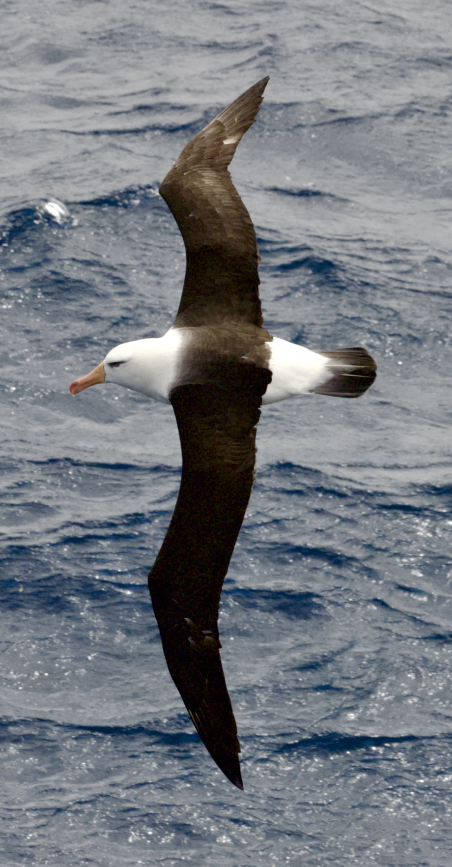 Gallery - bird image