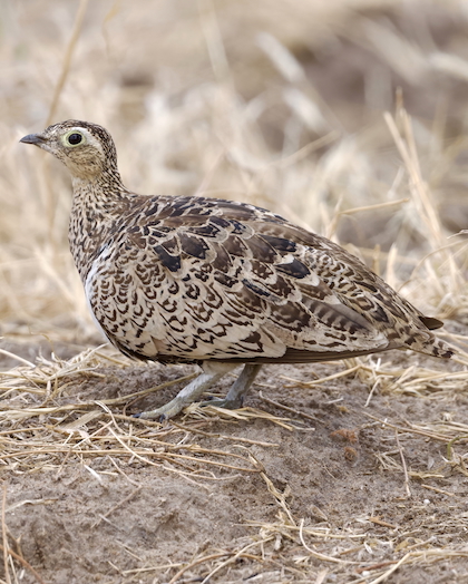 Gallery - bird image