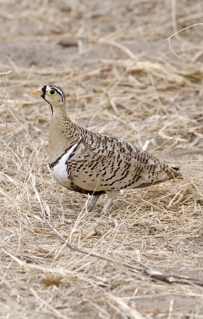 Gallery - bird image