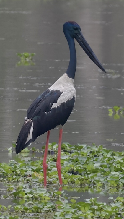 Gallery - bird image