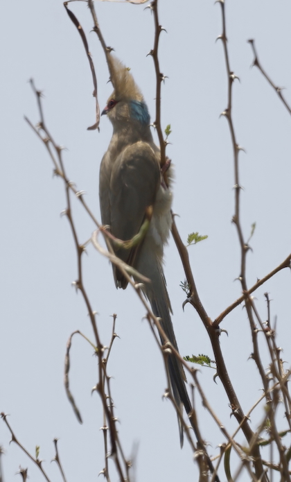 Gallery - bird image