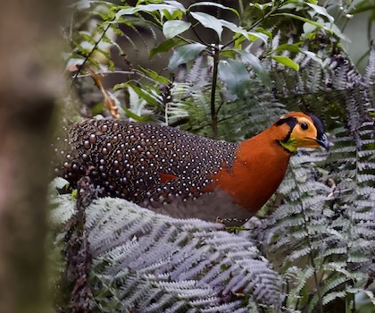 Gallery - bird image