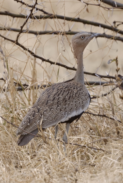 Gallery - bird image