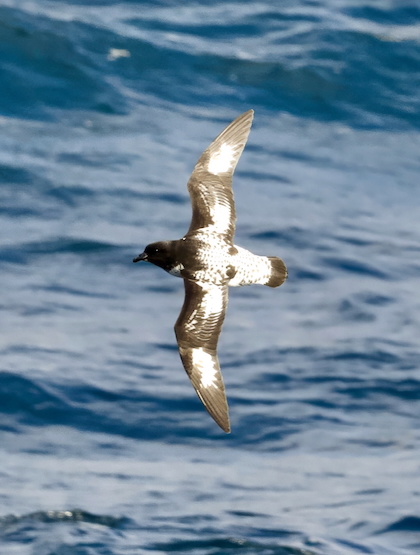 Gallery - bird image