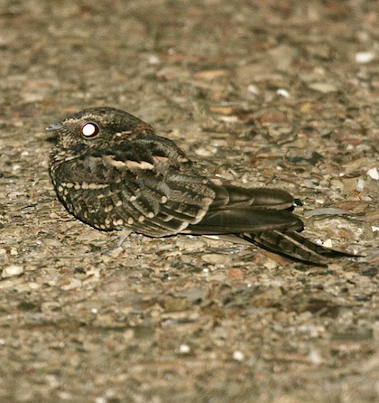 Gallery - bird image