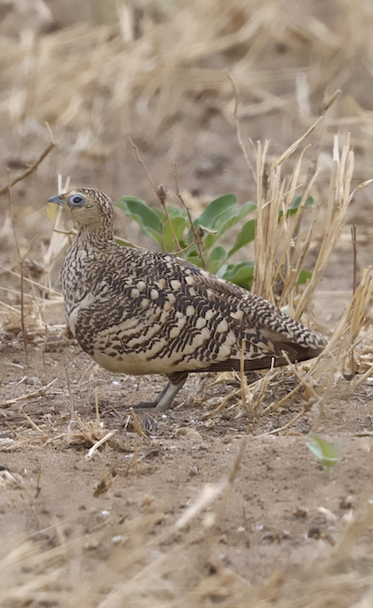 Gallery - bird image