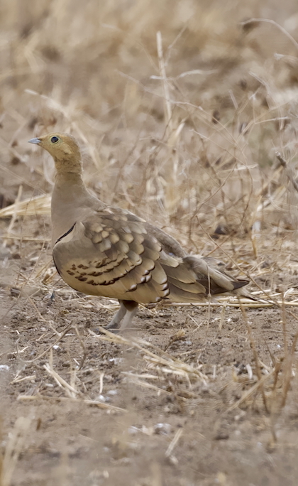 Gallery - bird image