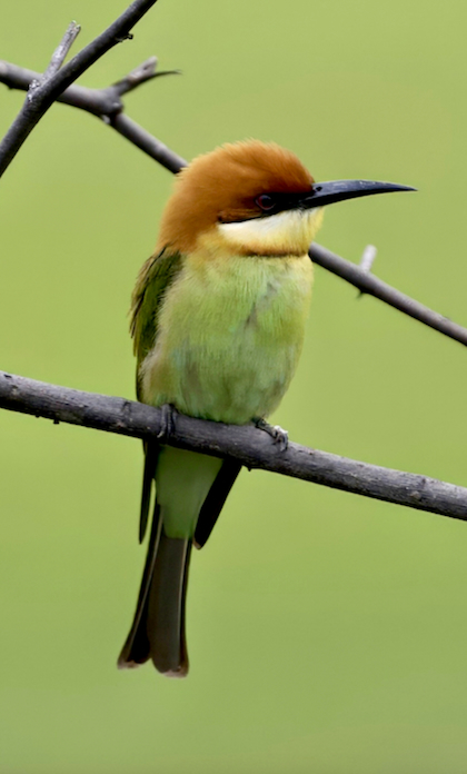 Gallery - bird image
