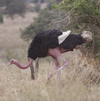 Gallery - bird image