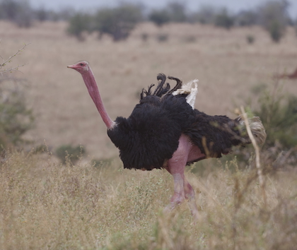 Gallery - bird image