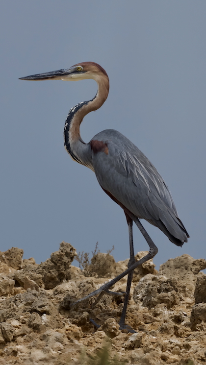 Gallery - bird image