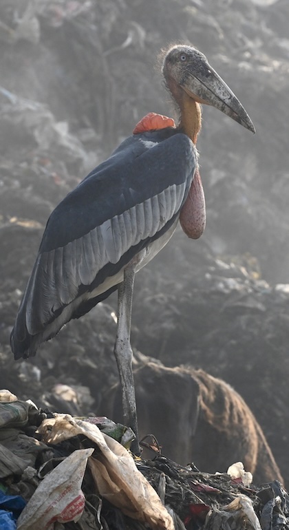 Gallery - bird image