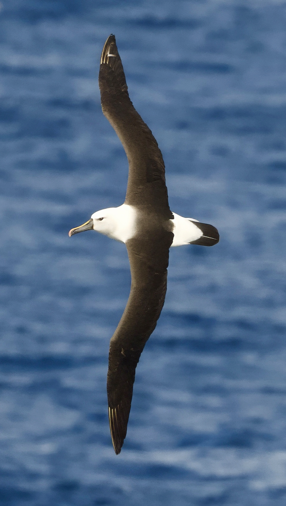 Gallery - bird image