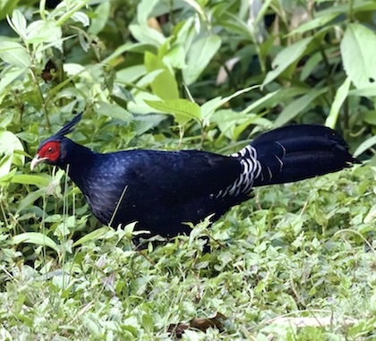 Gallery - bird image