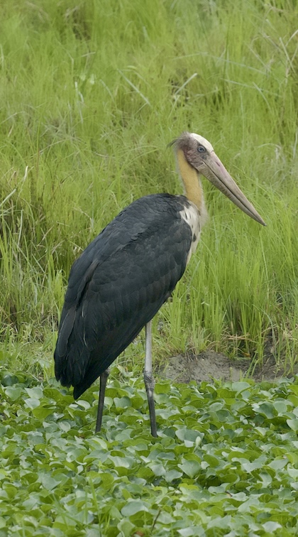 Gallery - bird image