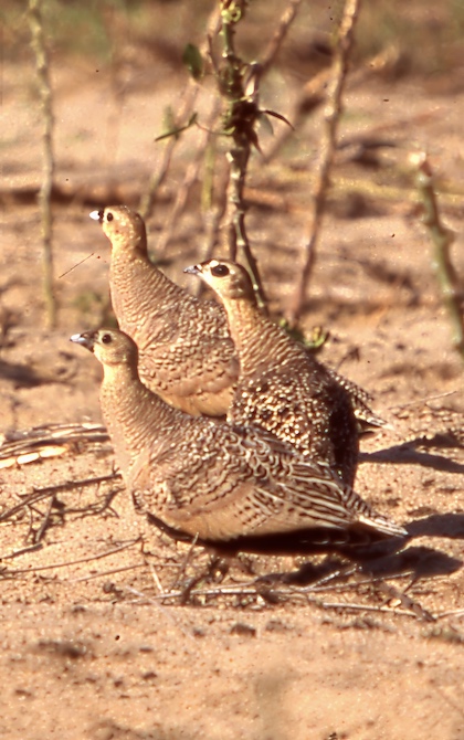 Gallery - bird image