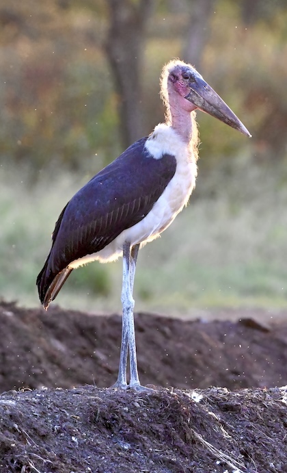 Gallery - bird image