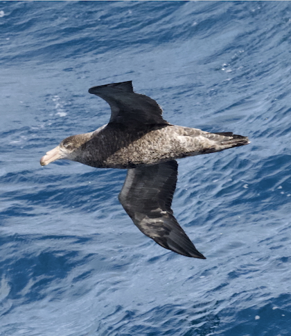 Gallery - bird image