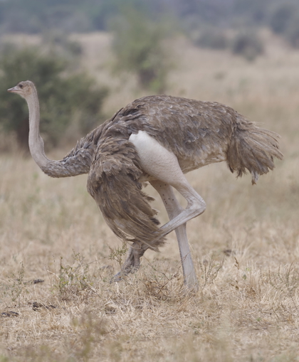 Gallery - bird image