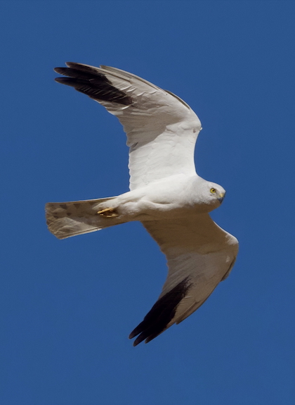 Gallery - bird image