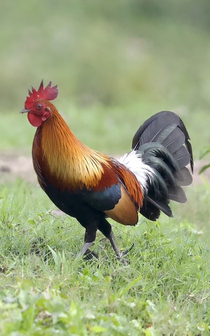 Gallery - bird image