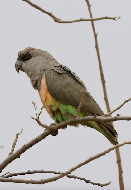 Gallery - bird image