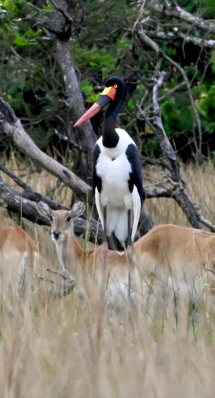 Gallery - bird image