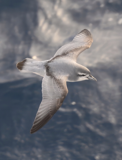 Gallery - bird image