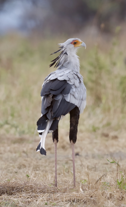 Gallery - bird image