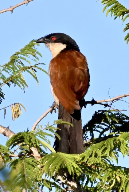 Gallery - bird image