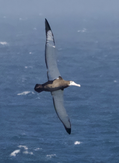 Gallery - bird image