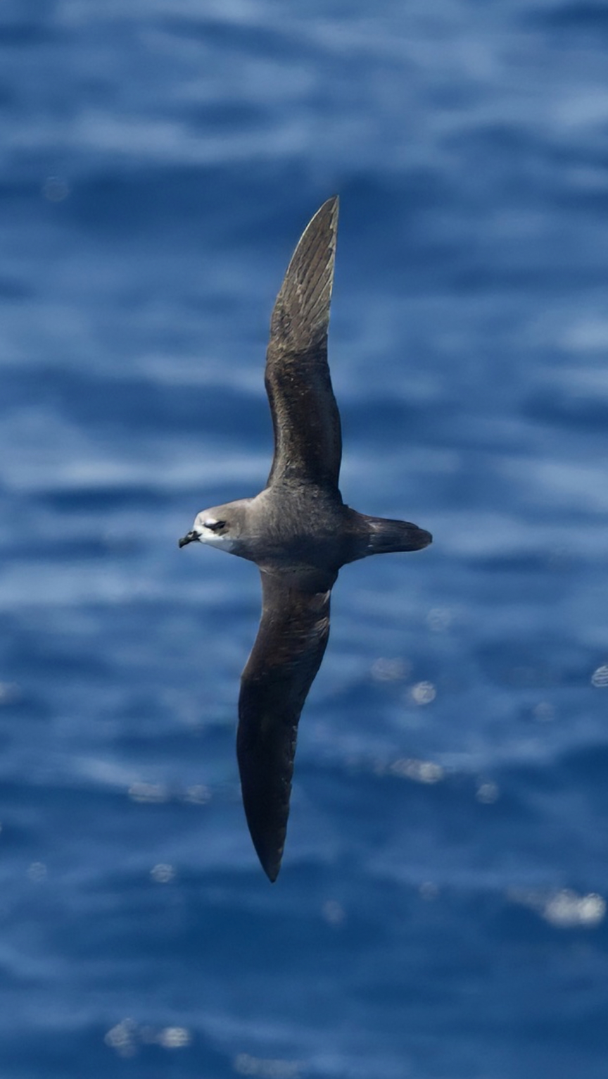 Gallery - bird image