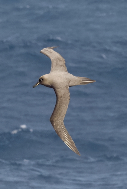 Gallery - bird image
