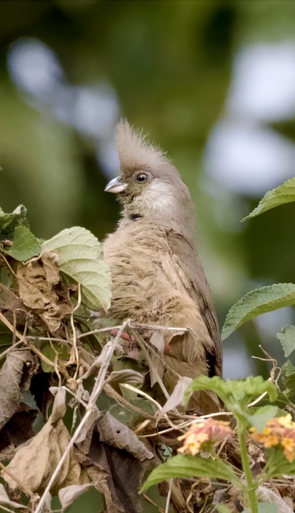 Gallery - bird image