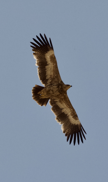 Gallery - bird image