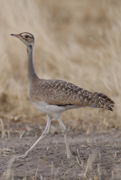 Gallery - bird image