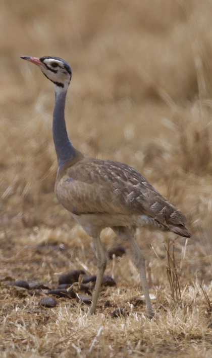 Gallery - bird image
