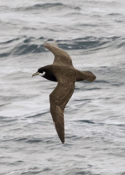 Gallery - bird image