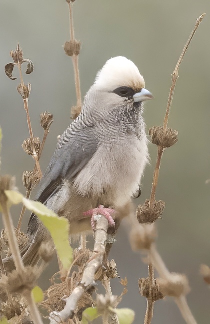 Bird Order photo